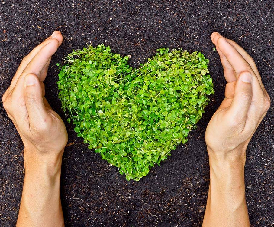 Hender som holder rundt en hjerteformet plante